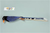 藏品(臺灣藍鵲)的圖片